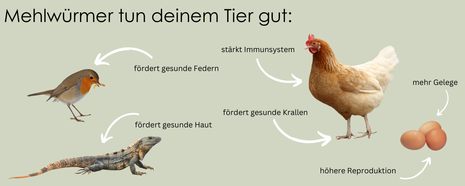 getrocknete Mehlwürmer, 10L MHD 08/25