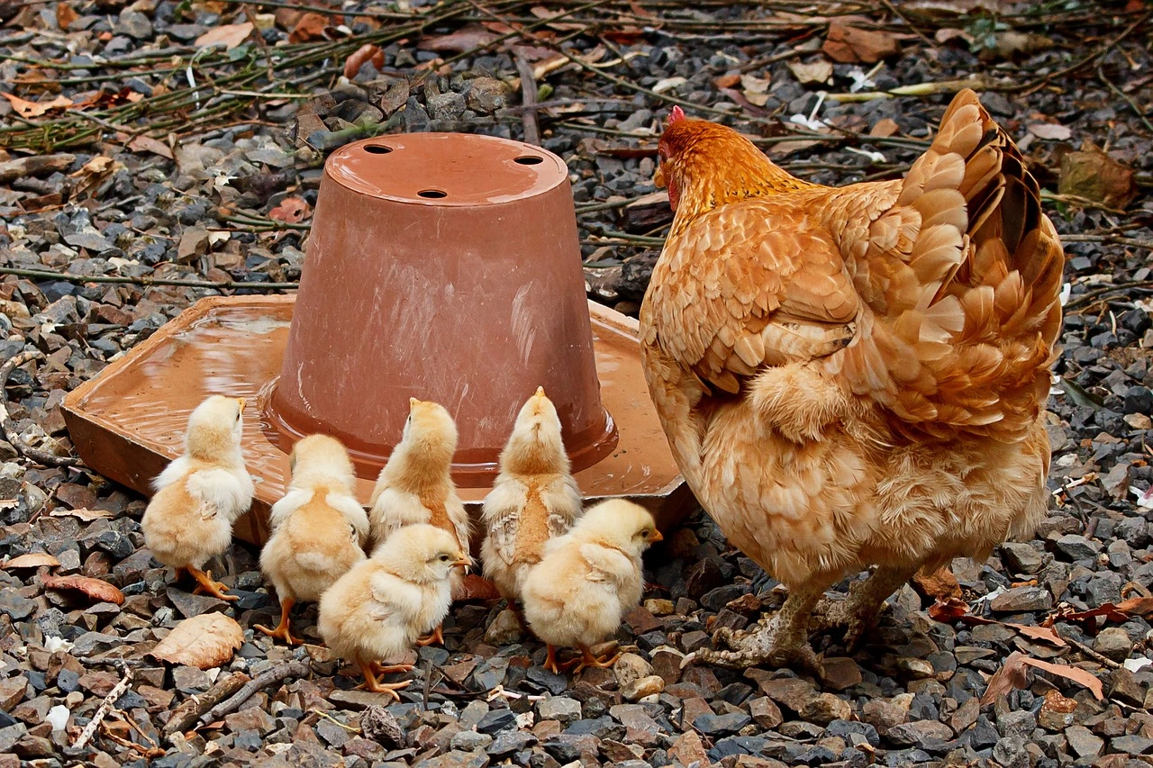 Huhn mit Küken an Tränke 